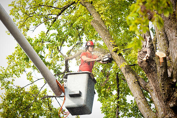 How Our Tree Care Process Works  in  Joshua, TX